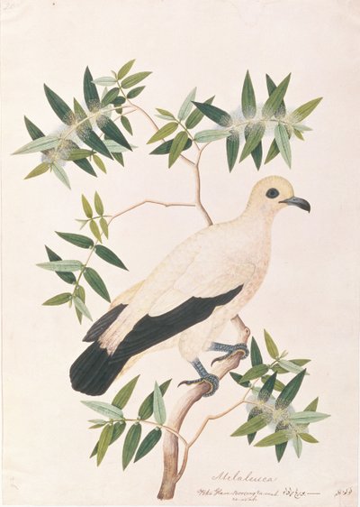 Pied Imperial Pigeon, aus Zeichnungen von Vögeln aus Malakka, ca. 1805-18 von Chinese School